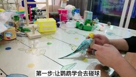 宠物吃瓜看戏,瓜田里的欢乐看戏时光