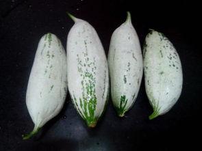 吃老鼠瓜有害,揭秘其潜在危害与食用风险