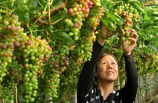 今日头条农民种葡萄吗,葡萄种植引领致富新潮流