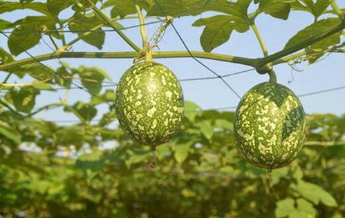 吊瓜猪肝可以吃吗,美味与营养并存，安全食用指南