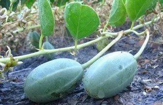 吃沙漠瓜有什么功效,滋养身心，焕发活力