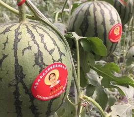 明斯克吃瓜事件,一场引发国际关注的误会风云