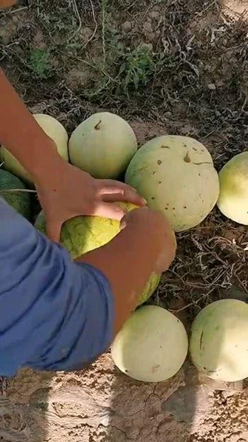 济南开启吃瓜,开启全民吃瓜盛宴