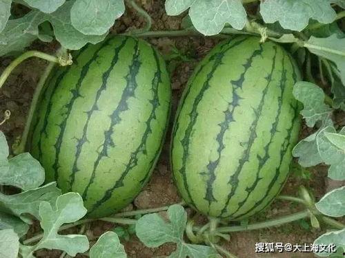 北体吃瓜爬杆子