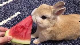 深夜吃瓜的兔子酱,揭秘娱乐圈幕后故事