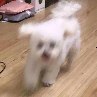 快乐吃瓜小狗图片,小狗的快乐吃瓜时光