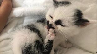 猫梦到吃蜜瓜吗,揭秘它们梦到吃蜜瓜的秘密