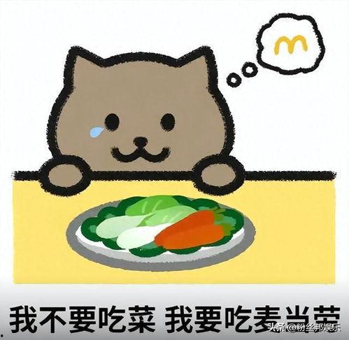 胖猫爆料人视频大全,揭秘热门视频背后的精彩故事