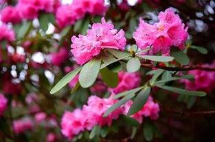 新花视频在线观看,在线观看，尽享视听盛宴