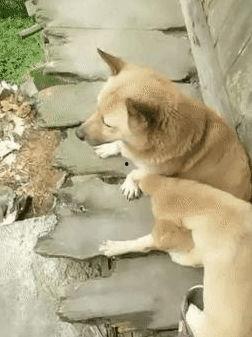 知名狗崽爆料视频,揭秘知名视频背后的惊人真相