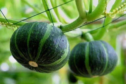 吃瓜手纹玫瑰,揭秘吃瓜群众的神秘面相