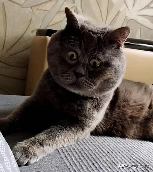 头条上最搞笑的猫猫,笑到肚子疼的猫咪瞬间