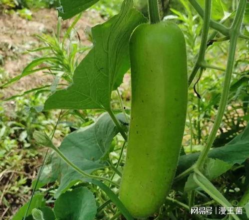 瓠子瓜的做法炒着吃