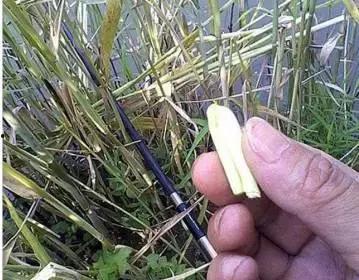 芦苇吃瓜视频,揭秘网络热门视频背后的故事